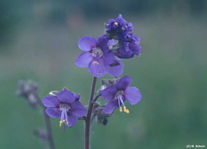 Blaue Himmelsleiter